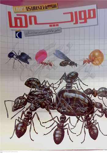 شگفتي هاي جهان، مورچه ها